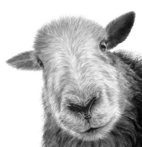 'Bonnie' signed limited edition print available in two sizes