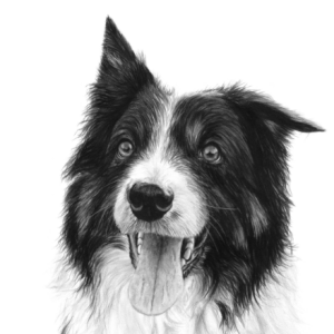 'Border Collie', 12" x 12"  limited edition, signed print