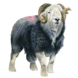 'Mr Herdwick', 12" x 12" signed, limited edition print