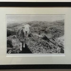 Framed, signed, limited edition “A Friendly Face on Loughrigg” print
