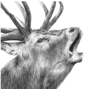 'Montgomery', signed limited edition print available in two sizes