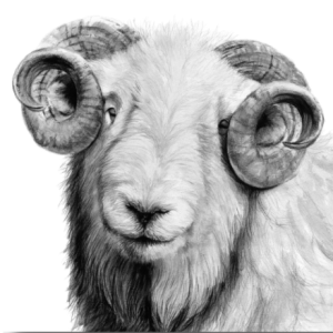 'Curly', signed limited edition print available in two sizes