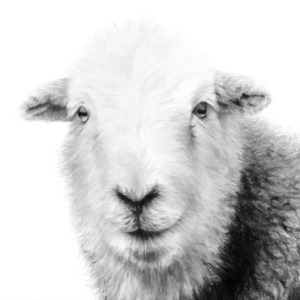 'Clementine', signed limited edition print available in two sizes