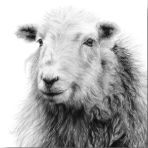 'Agnes', signed limited edition print available in two sizes